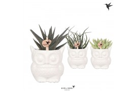 Succulenten mix Kolibri Greens Succulenten mix in Owl pot white1 pp