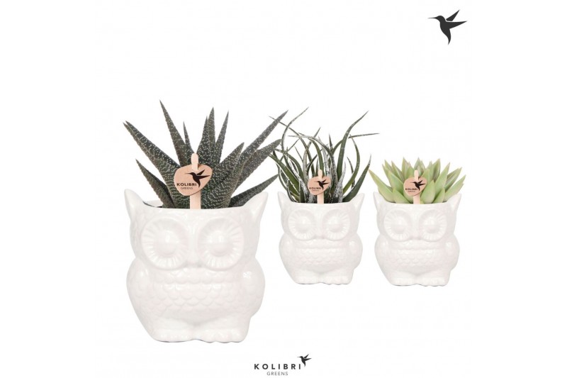 Succulenten mix Kolibri Greens Succulenten mix in Owl pot white1 pp 