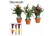 Zantedeschia mix Zantedeschia (Calla) Mix in Terracotta Steen (Decorum 