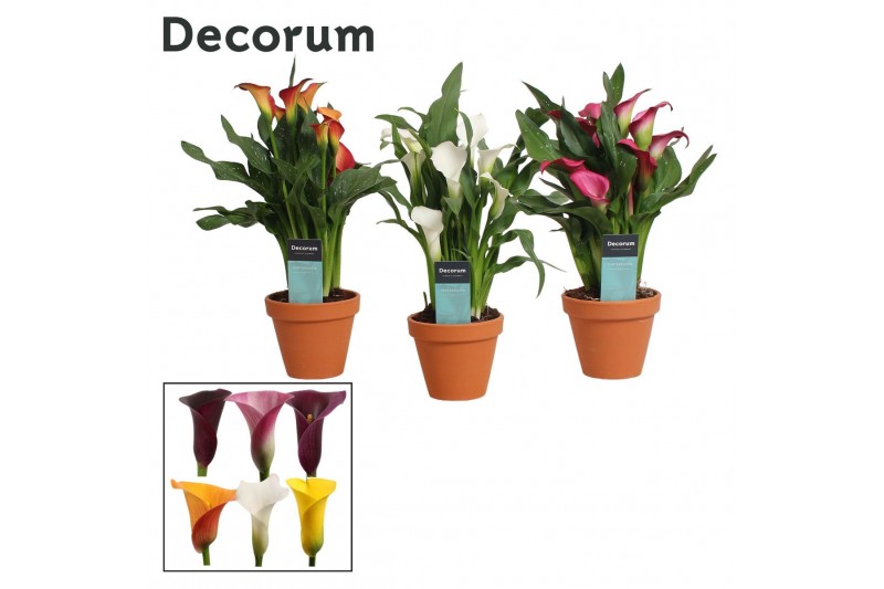 Zantedeschia mix Zantedeschia (Calla) Mix in Terracotta Steen (Decorum 