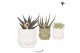 Succulenten mix Kolibri Greens Succulenten mix in Owl pot mix1 pp 