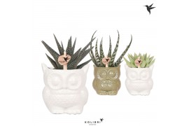 Succulenten mix Kolibri Greens Succulenten mix in Owl pot mix1 pp