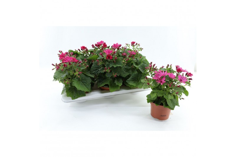 Senecio Mandala Salmon Pericallis Mandala Salmon22 cm diameter 