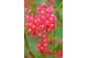 Ribes sanguineum amore Ribes sang. Amore ® 