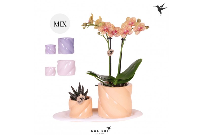 Arrangementen kamerplanten Kolibri Gift Set small Optimism low mixpp 1 