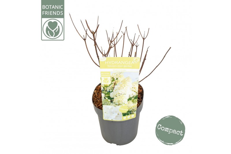 Hydrangea paniculata Hydrangea pan. Magical Andes®8 bl. 