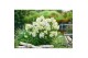 Hydrangea paniculata Hydrangea pan. Magical Andes®8 bl. 
