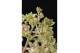 Hydrangea paniculata Hydrangea pan. Magical Andes®8 bl. 