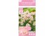 Hydrangea paniculata Hydrangea pan. Magical Andes®8 bl. 