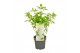 Hydrangea paniculata Hydrangea pan. Magical Andes®8 bl. 