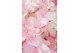Hydrangea paniculata Hydrangea pan. Magical Andes®8 bl. 