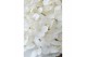 Hydrangea paniculata Hydrangea pan. Magical Andes®8 bl. 
