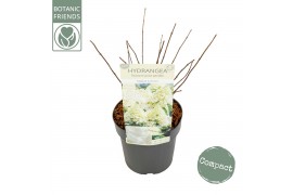 Hydrangea paniculata Hydrangea pan. Magical Summer8 bl.