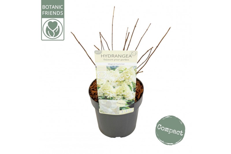 Hydrangea paniculata Hydrangea pan. Magical Summer8 bl. 