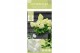 Hydrangea paniculata Hydrangea pan. Magical Summer8 bl. 