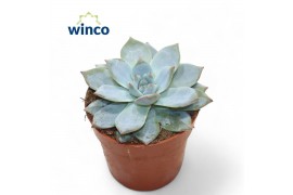 Echeveria Echeveria Blue bird1 pp 1 bl.