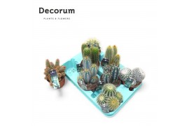 Cactus mix Cactus Mix (Decorum)