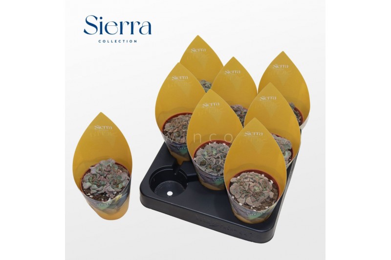 Succulenten Titanopsis Calcarea (Sierra) 