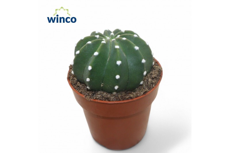 Cactus Echinopsis Subdenudata 