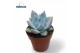 Echeveria colorata Echeveria Colorata Iceoverige bl. 