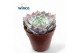 Echeveria Echeveria Roseaoverige bl. 