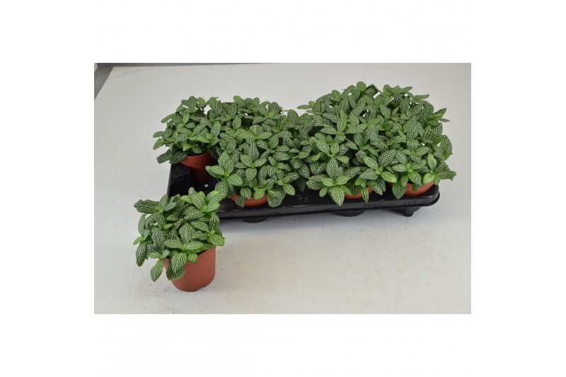 Fittonia FITTONIA WHITE JOLY JOSAN 8 pp 
