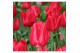 Tulipa Tulp Seadov 3 per pot 