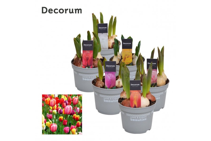 Tulipa mix Tulp gemengd 5 per pot 