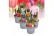 Tulipa mix Tulp gemengd 5 per pot 
