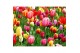 Tulipa mix Tulp gemengd 5 per pot 
