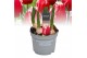 Tulipa (Fringed Grp) New Santa Tulp Intense 5 per pot 
