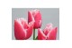 Tulipa (Fringed Grp) New Santa Tulp Intense 5 per pot 