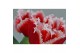 Tulipa (Fringed Grp) New Santa Tulp Intense 5 per pot 