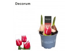 Tulipa (Fringed Grp) New Santa Tulp Intense 3 per pot
