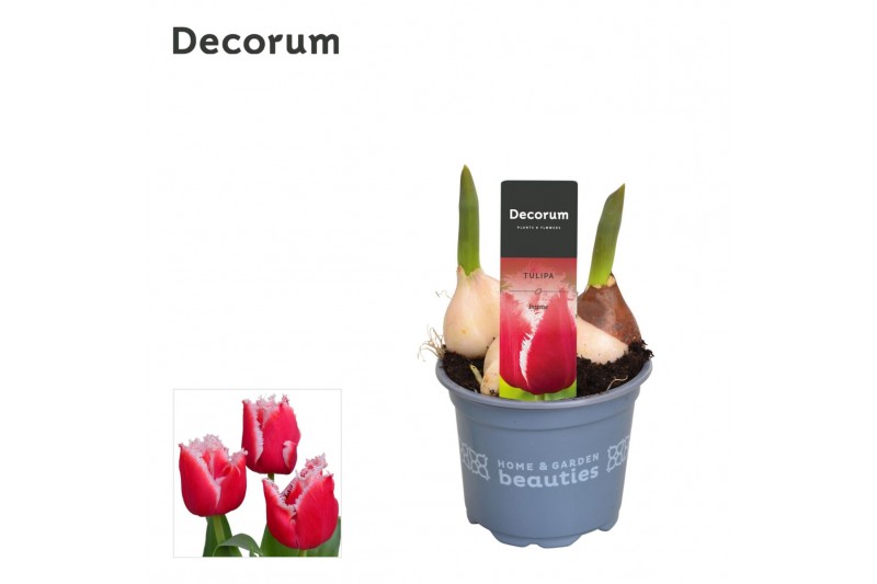 Tulipa (Fringed Grp) New Santa Tulp Intense 3 per pot 