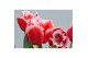 Tulipa (Fringed Grp) New Santa Tulp Intense 3 per pot 