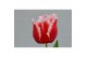 Tulipa (Fringed Grp) New Santa Tulp Intense 3 per pot 