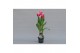 Tulipa (Fringed Grp) New Santa Tulp Intense 3 per pot 
