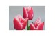 Tulipa (Fringed Grp) New Santa Tulp Intense 3 per pot 