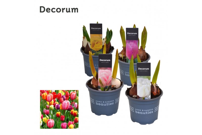 Tulipa mix Tulp Gemengd 3 per pot 
