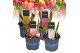 Tulipa mix Tulp Gemengd 3 per pot 
