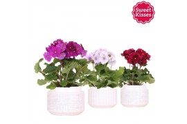 Primula obconica touch me mix Primula Obconica Sweet Kisses mix in Maz