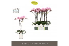 Phalaenopsis roze Optistar Madonna 2 spike in Molise White Aquo15 bl. 