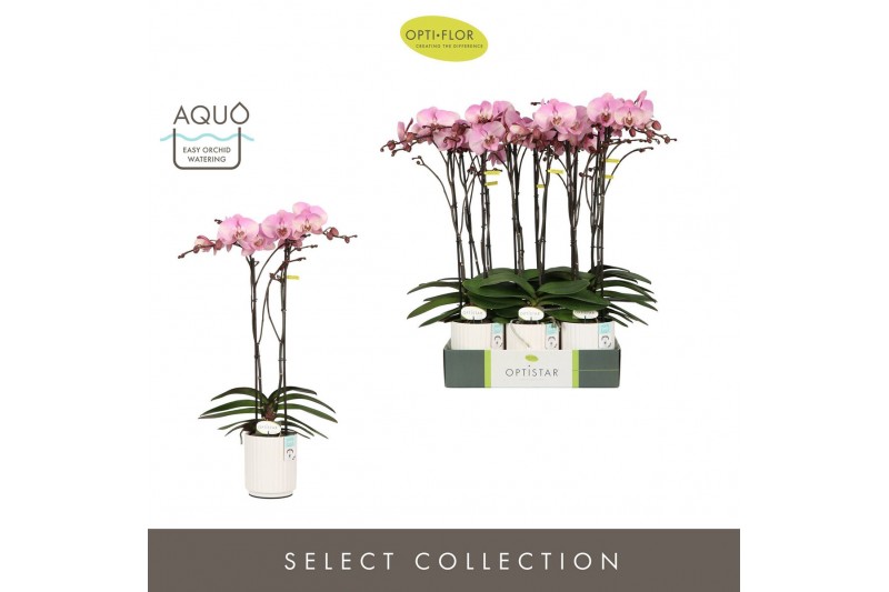 Phalaenopsis roze Optistar Madonna 2 spike in Molise White Aquo15 bl.  