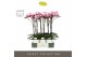 Phalaenopsis roze Optistar Madonna 2 spike in Molise White Aquo15 bl.  