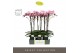 Phalaenopsis roze Optistar Madonna 2 spike in Emilia Brown Aquo 15 bl. 