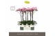 Phalaenopsis roze Optistar Madonna 2 spike in Emilia White Aquo 15 bl. 