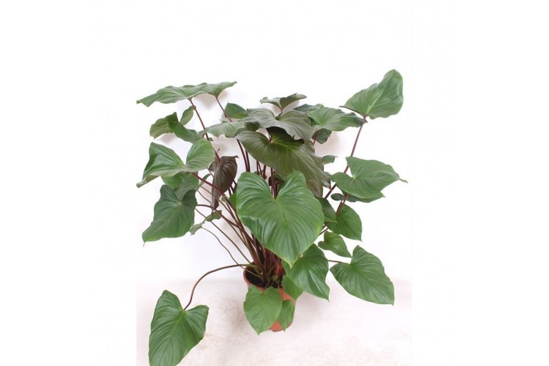 Homalomena rubescens maggy 