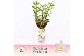 Dendrobium nobile spring dream kumiko Dendrobium Nobilé, Kumiko 3-spik