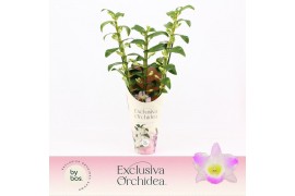 Dendrobium spring dream pandora Dendrobium Nobilé, Pandora 3-spike Exc